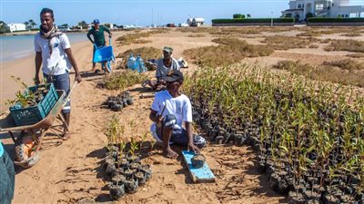 مشروع لتحسين البيئة في الجونة.. هل تتصالح أوراسكوم مع البيئة بعد مخالفاتها؟