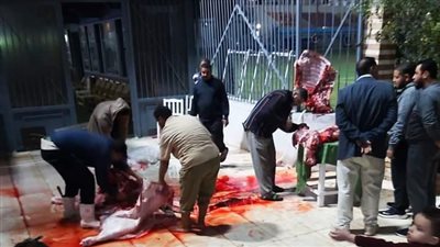 بعد فوزه في الانتخابات.. نادي الزرقا يذبح عجلا قبل اجتماع مجلس إدارة النادي