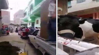 بقرة ضمن جهاز عروس بأسيوط تثير الجدل بين الأهالي | فيديو