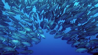 سلطنة عمان تحتفل باليوم العالمي للثروة السمكية