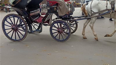 الحنطور يعود إلى شوارع المنيا.. والأهالي: أرخص من التاكسي | صور