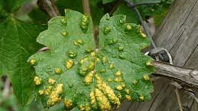 بسبب التغيرات المناخية.. ما الأمراض المحتمل ظهورها على المحاصيل الزراعية؟ 