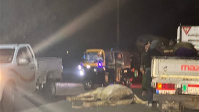 تكدس مروري على طريق منية النصر بسبب نفوق حصان