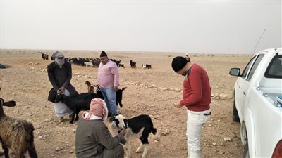 جهاز التنمية الشاملة يوزع شعير بالمجان وينظم قوافل بيطرية بمطروح