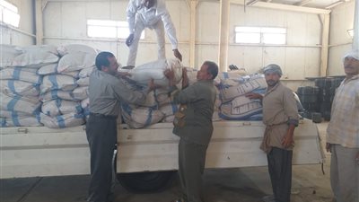 الزراعة: توزيع تقاوي الشعير والقمح مجانًا على مزارعي سيوة