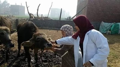 اليوم.. انطلاق الحملة القومية لتحصين الماشية ضد الجلد العقدي وجدري الأغنام بالفيوم