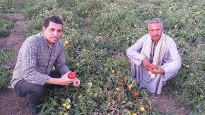  مزارعو الطماطم بسوهاج: ارتفاع سعر الأسمدة أثر على إنتاجية المحصول 