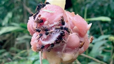 اكتشاف نوع جديد من النحل يأكل اللحوم 