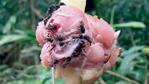 نحل ياكل اللحوم