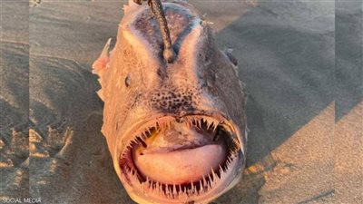 مصور يعثر على وحش بحري نادر بشاطئ كاليفورنيا الأمريكية