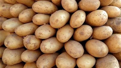 الزراعة تعلن آخر موعد لشحن تقاوي البطاطس من دول المنشأ