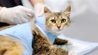 على غرار الإنسان.. أخصائي يؤكد إصابة القطط ببعض الأمراض النفسية تسبب الوفاة