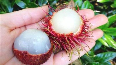 فاكهة الرامبوتان.. على الرغم من فوائدها بذورها تصيبك بالغيبوبة 