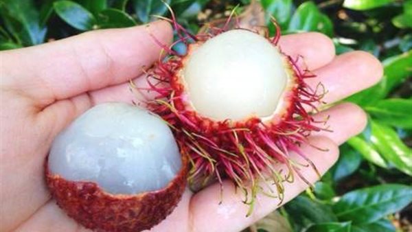 فاكهة الرامبوتان