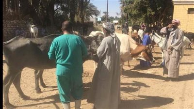 انطلاق فعاليات برنامج الحملة القومية للقوافل البيطرية لصغار الفلاحين بأسوان