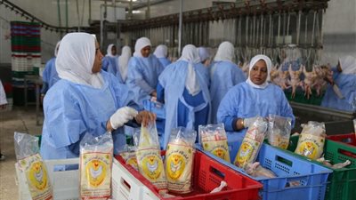 ذبح دفعة جديدة من الدواجن بالمجزر الآلي وطرحها للمواطنين بأسعار مخفضة بقنا