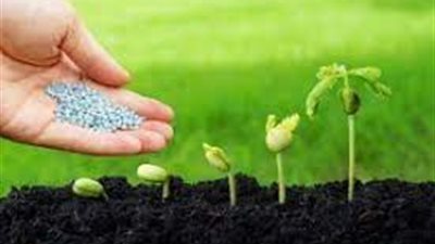 خبير اقتصاد زراعي: التزام شركات الأسمدة بالحصة المحلية سيؤدي إلى استقرار الأسعار