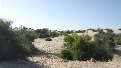 تحوي نباتات طبيعية لها فوائد علاجية.. تعرف على محمية الأحراش الحدودية 
