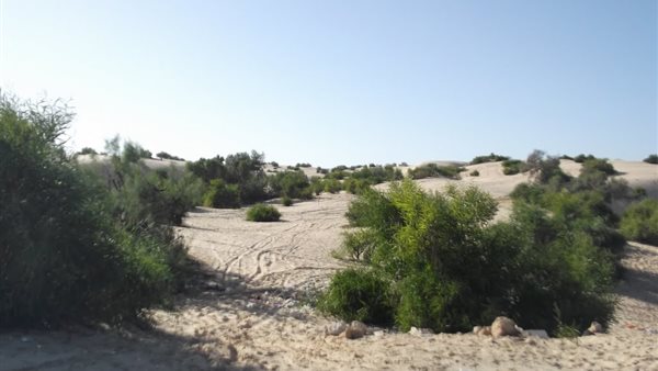 محمية الأحراش 