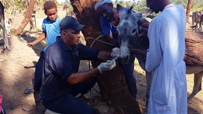 بحوث التناسليات الحيوانية: 6 قوافل بيطرية مجانية لأهالي أسوان لتخفيف آثار السيول