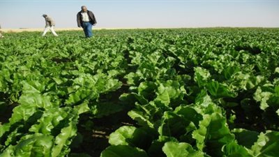 الزراعة: تنظيم دورات إرشادية للنهوض بمحصول بنجر السكر