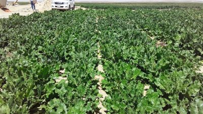 دراسة علمية: هناك توجه للدولة نحو التوسع في المساحات المزروعة من بنجر السكر