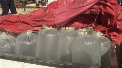 ضبط سيارة محملة بـ 3500 وحدة زريعة سمك بكفر الشيخ وإعادة ضخها ببحيرة البرلس