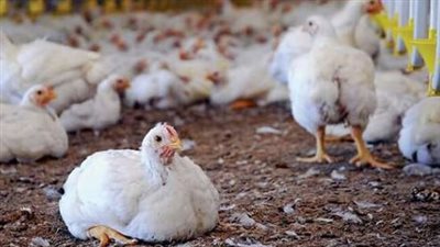 بث مباشر| الفراخ البيضاء بـ28 والبلدية بـ40 جنيهًا للكيلو جرام.. استقرار أسعار الدواجن بالأسواق