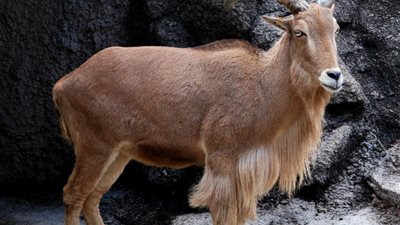 حتى لا يكون الظهور الأخير.. كبش الأقصر يواجه الانقراض وباحث يكشف التفاصيل