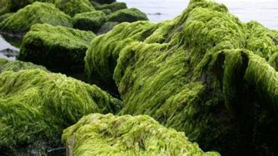 الجل المصنوع من الطحالب البحرية يساعد على علاج آلام الظهر| دراسة