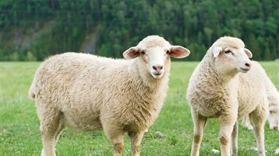 لسلامة المولود وطيب عيشه.. هل حرم الإسلام كسر عظام العقيقة؟ 