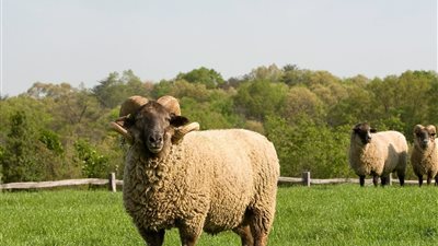 لا يؤخذ ثوابها.. هل تذبح العقيقة بعد 4 سنوات من الولادة 