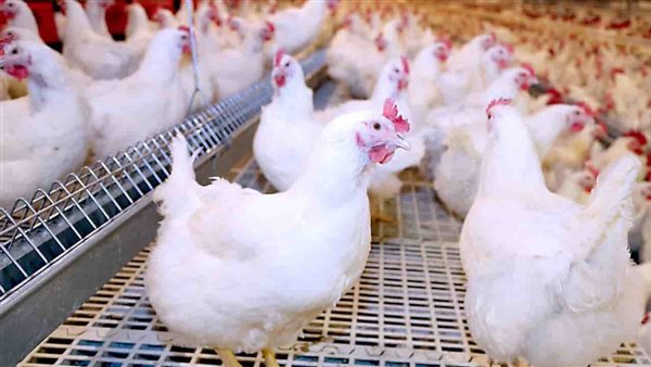 الدواجن والبيض 