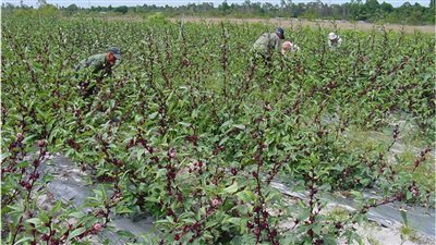 بث مباشر| حصاد الكركديه الأسواني.. ومزارعة: موسمه خير لنا وبأخد 5 جنيه في تعبئة صفيحة واحدة