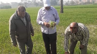 زراعة الفيوم تُكثف حملاتها للبحث عن إصابات الزراعات بحشرة الحشد الخريفية