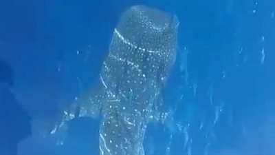 رصد القرش الحوتي بهلول قبالة سواحل مرسى علم | صور