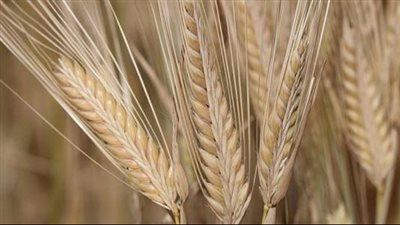 لم تتأثر بنوة الأمطار والبرد.. بدء زراعة 2573 فدان شعير ببورسعيد 