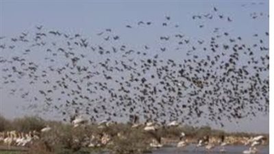 الطيور المهاجرة تغير لون ريشها بدرجة أفتح | دراسة