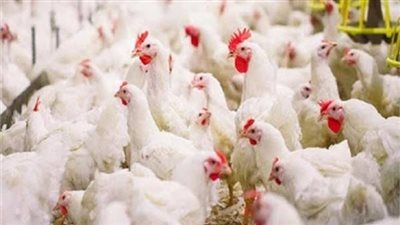 أسعار الفراخ البيضاء والبيض والبانيه اليوم الإثنين 22 يناير 2023