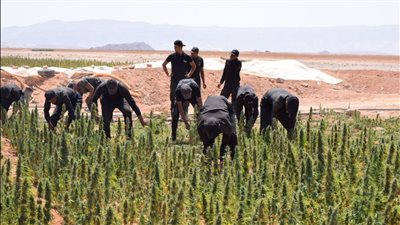  حبس المتهمين بـ حيازة 20 شجرة بانجو بالشرقية