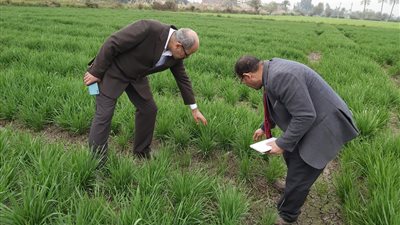 اكتشاف إصابات بدودة الحشد الخريفية في زراعات القمح بمركز الفيوم.. والزراعة تُكثف حملاتها وتوفر مبيدات