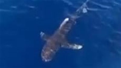 ظهور القرش المخيف لونجمانيوس بالبحر الأحمر.. وخبراء يحذرون من استفزازه | صور وفيديو