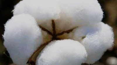 وكيل الزراعة بالدقهلية: 2021 من أعظم الأعوام على مزارعي القطن