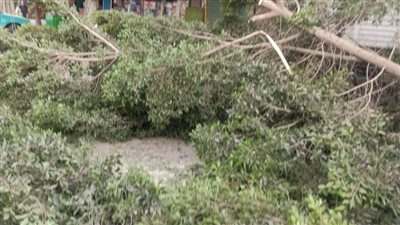  توقف حركة المرور بأحد شوارع طنطا بعد سقوط شجرة ضخمة من شدة الرياح 