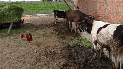 زراعة بورسعيد: تفعيل قروض المشروع القومي للبتلو يستهدف زيادة الإنتاجية من اللحوم الحمراء 