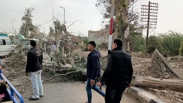 سقوط أشجار بسبب الطقس