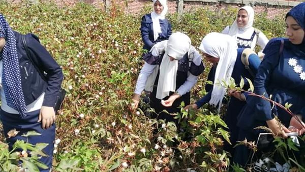 زراعة القطن في دمياط