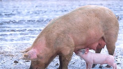 يجلب الأمراض.. سبب تحريم لحم الخنزير عند اليهود