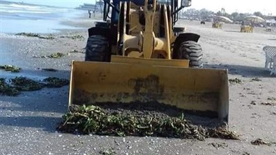 حملات لمواجهة انتشار ورد النيل على شاطئ بورسعيد | صور