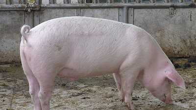 لماذا حرم الله أكل لحم الخنزير إلا في حالة واحدة؟